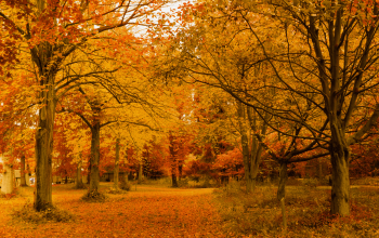 Pohon Chinar berwarna merah dan kuning di Kashmir Oktober, menampilkan pemandangan autumn terindah.